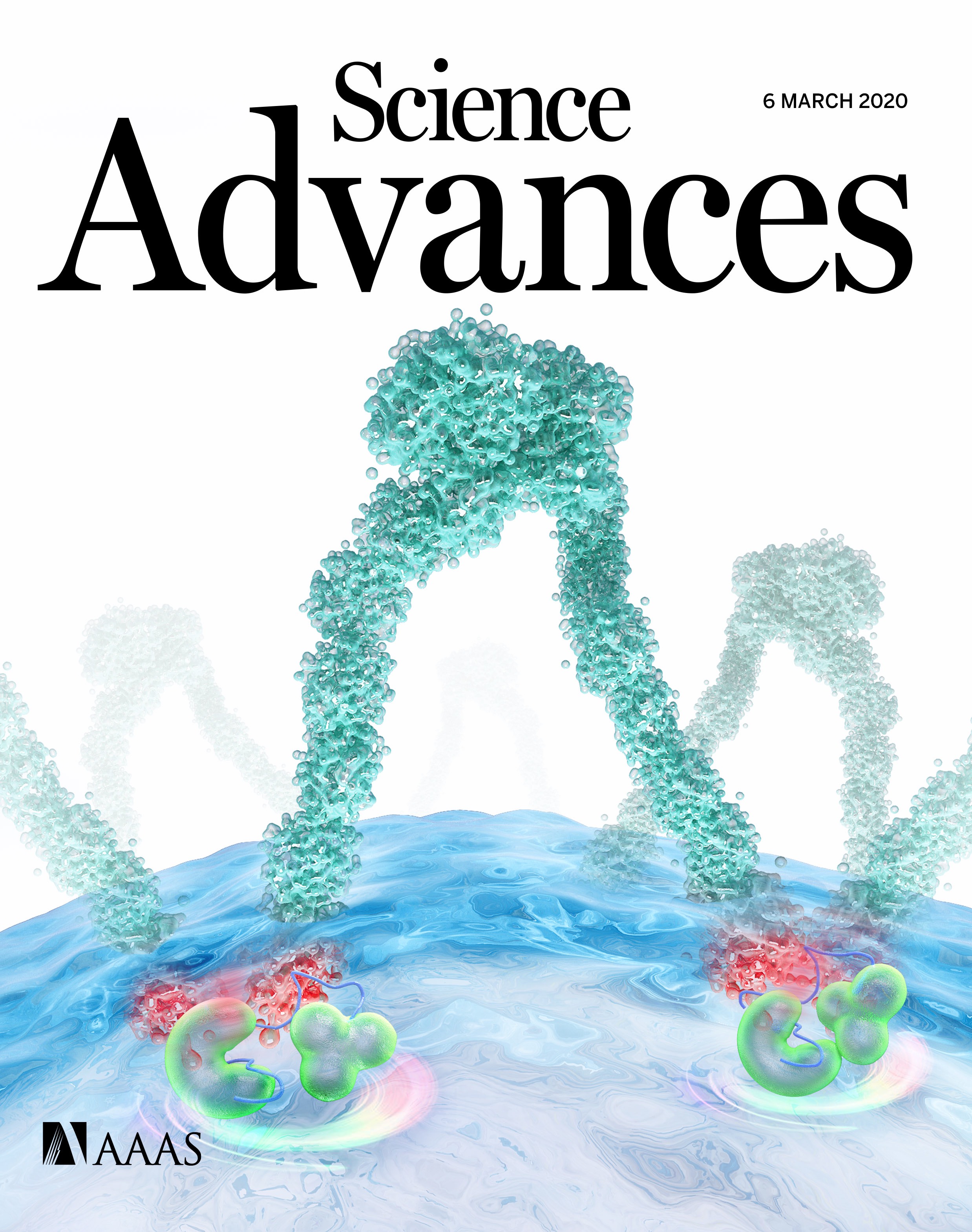 期刊论文西安交通大学仿生工程与生物力学研究所